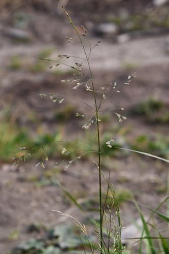 Shimpaku Juniper Bonsai with Deadwood