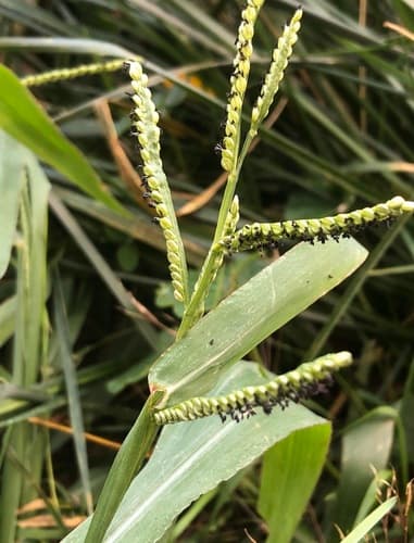 Four-rowed Bead Grass