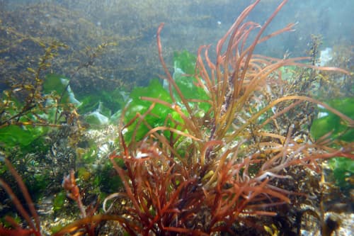 succulent seaweed