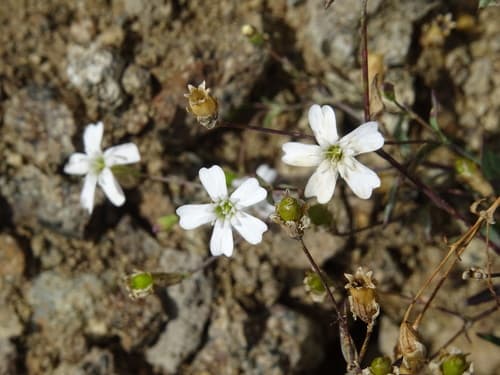 Rock Campion Bonsai