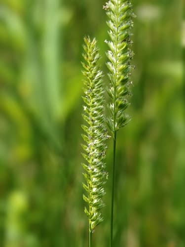 Crested Dogtail Grass