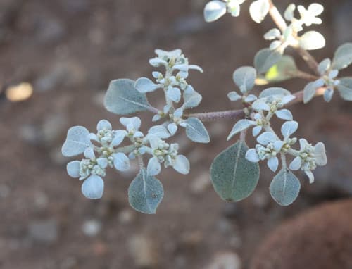 Woolly Tidestromia Bonsai