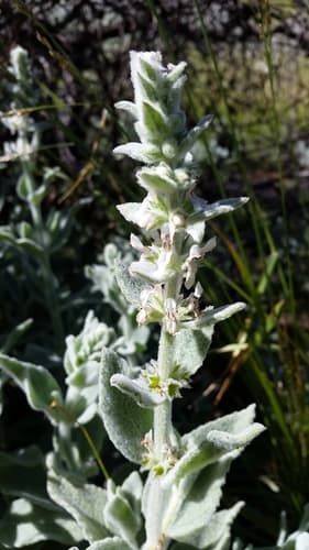 Whitestem Hedgenettle