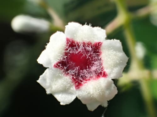 Skunk Vine Bonsai (Hypothetical)