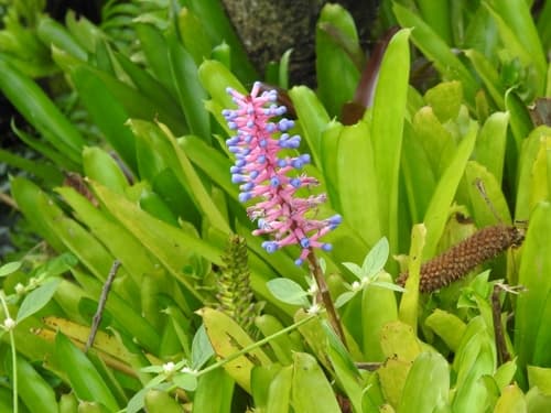 Matchstick Bromeliad