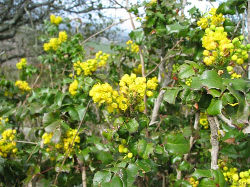 California Barberry