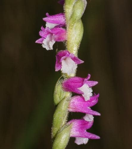 Austral Ladies'-tresses