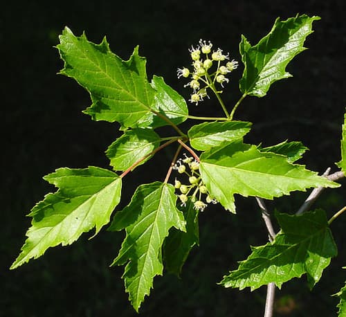 Amur Maple Bonsai