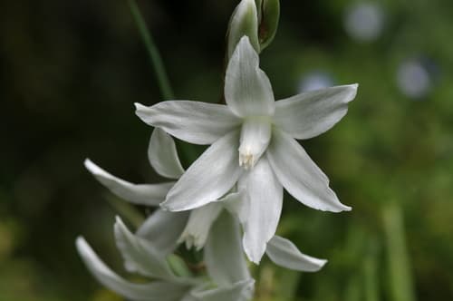 Drooping Star-of-Bethlehem