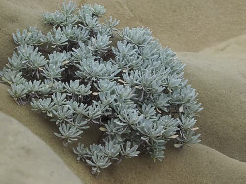 Crossostephium chinense