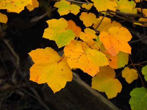 Italian Maple Bonsai