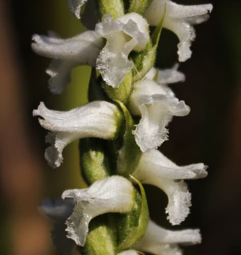 Sphinx ladies’ tresses