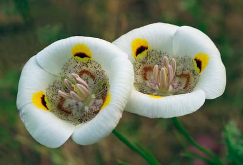 Superb Mariposa Lily