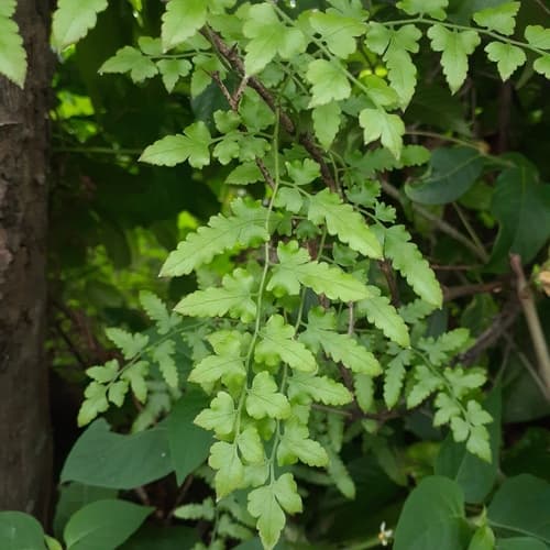 Shimpaku Juniper Bonsai