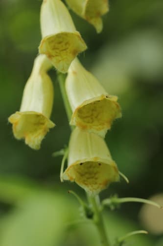 Yellow Foxglove