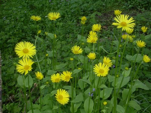 Leopard's-bane (Not a Bonsai)