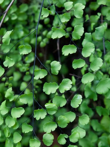 California Maidenhair Fern