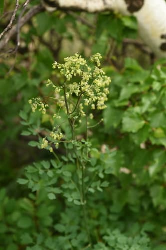 Lesser Meadow-rue