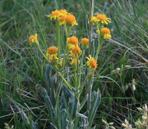 Field Fleawort Bonsai (Hypothetical)