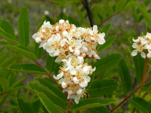 Sitka Mountain-Ash