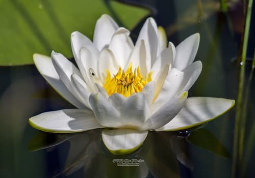 White Water Lily