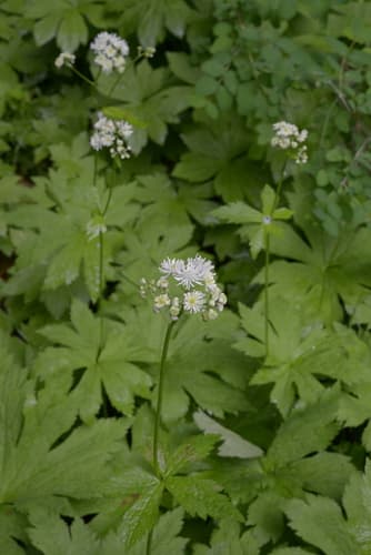 Carolina Bugbane