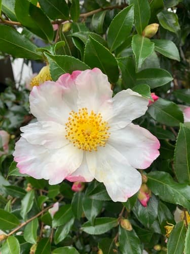 Sasanqua Camellia Bonsai