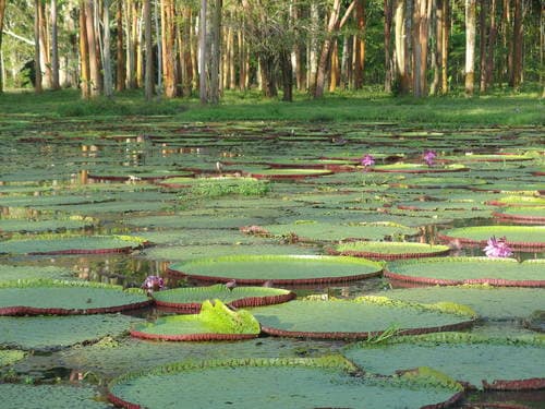 Amazon Giant Waterlily