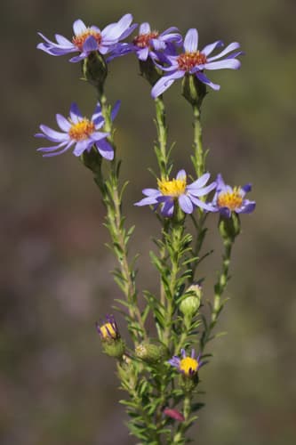 Flax-leaved Aster