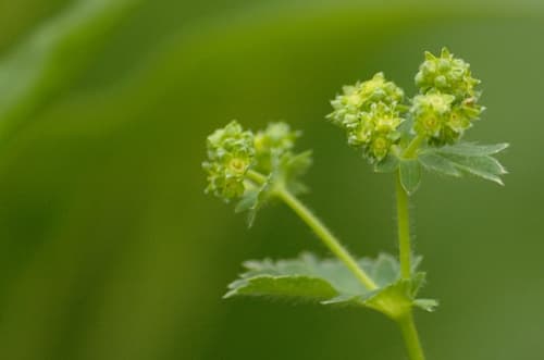 Lady's-mantle