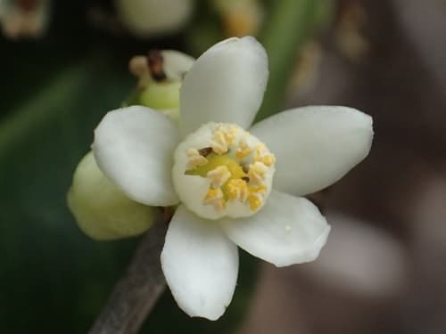 Chinese Box-Orange Bonsai
