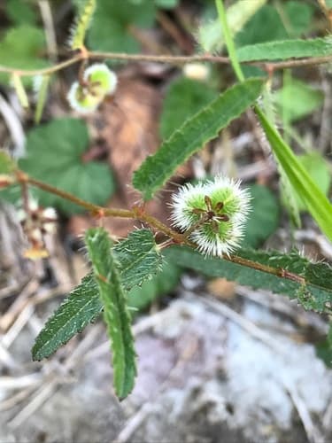 Desert Noseburn Bonsai