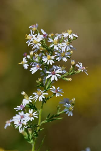 Drummond's Aster