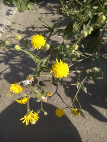 Stinking Hawk's-beard