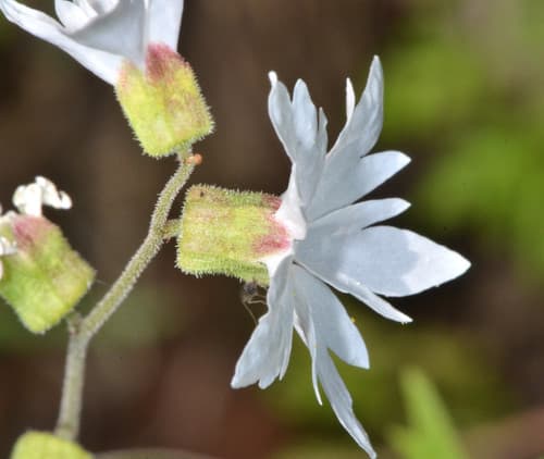 Hillside Woodland Star