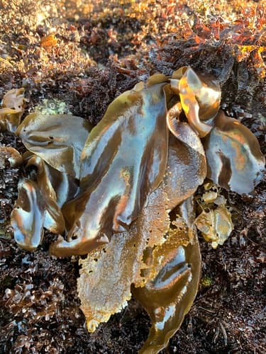 splendid iridescent seaweed