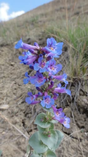 Wax-leaf Beardtongue