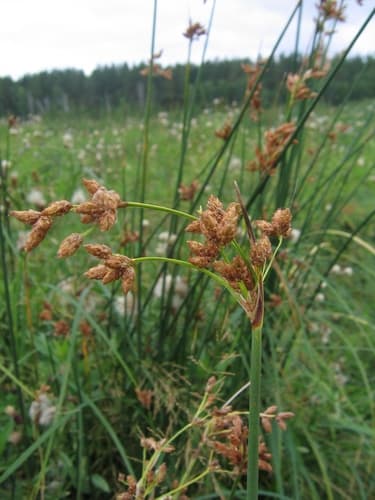 Common Club-rush Bonsai