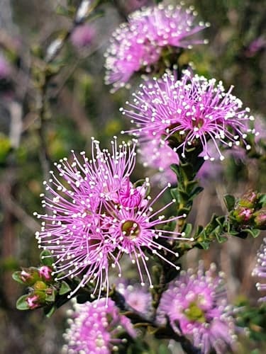Pink Kunzea