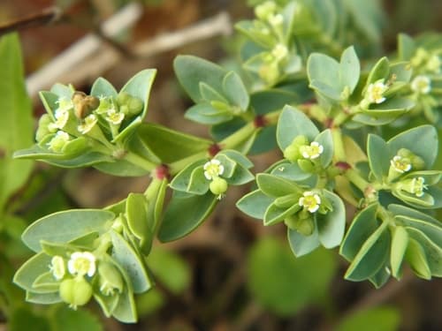 Coastal Beach Sandmat