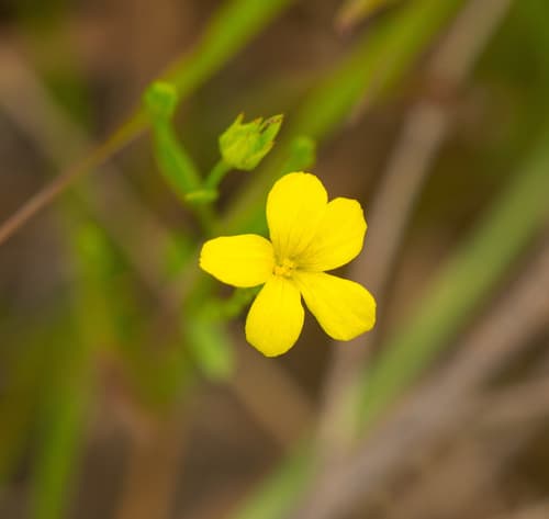 Grooved Yellow Flax