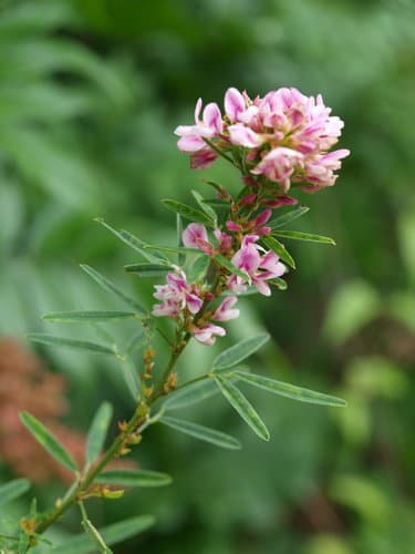 Slender Bush Clover Bonsai