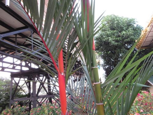 Red Sealing Wax Palm