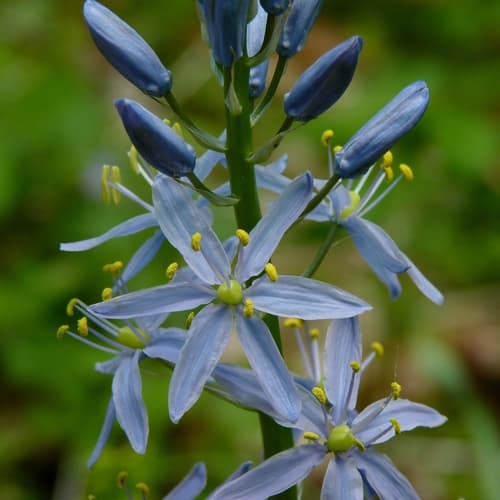 Atlantic Camas