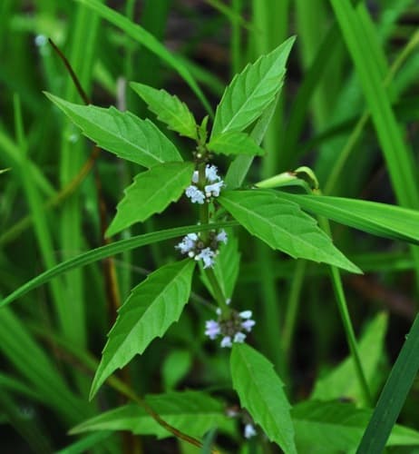 Northern Bugleweed Bonsai