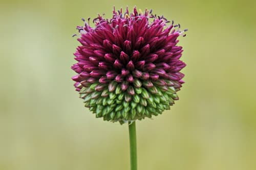Round-headed Leek Bonsai