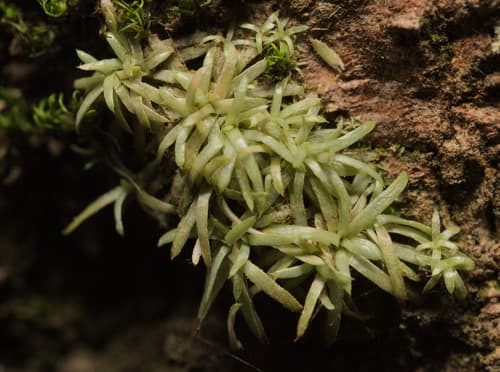 White Octoblepharum Moss