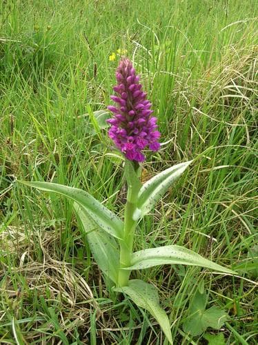 Northern Marsh-orchid