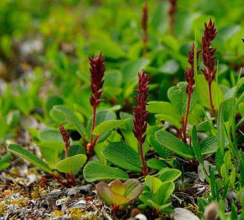 Net-leaved Willow Bonsai