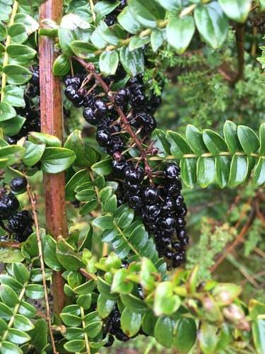 Coriaria ruscifolia Bonsai